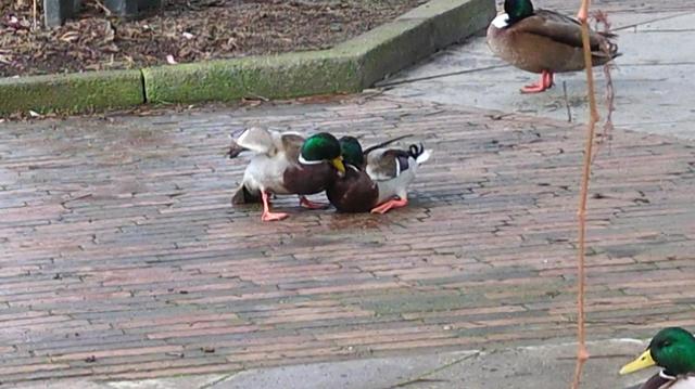 Two male Ducks pecking at each others necks. Other Ducks watching unimpressed at their performance.